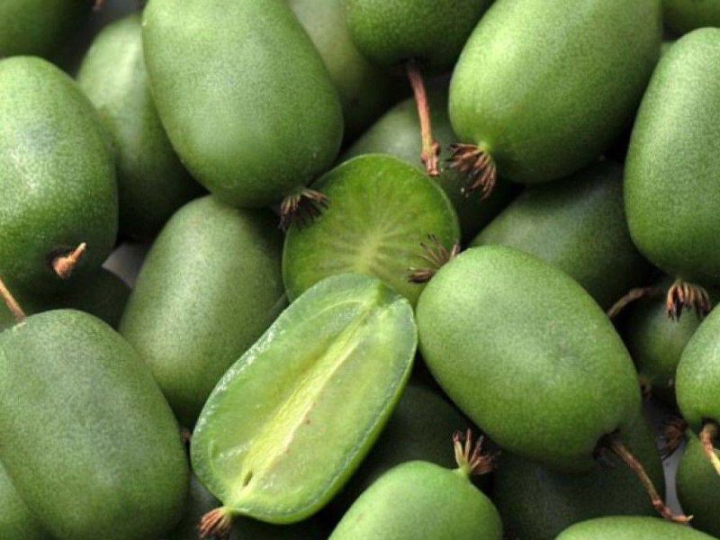 Актинидия купить саженцы из питомнике во Владимире