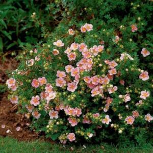 Лапчатка "БЕЛИССИМА" (стакан Р9)