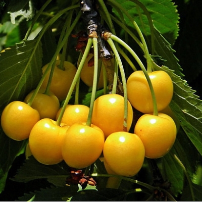 Черешня "РОССОШАНСКАЯ ЗОЛОТАЯ"