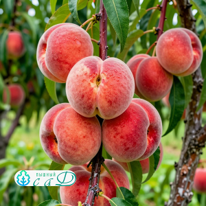 Персик "НИКИТСКИЙ ПЛОСКИЙ" инжирный срок созревания август
